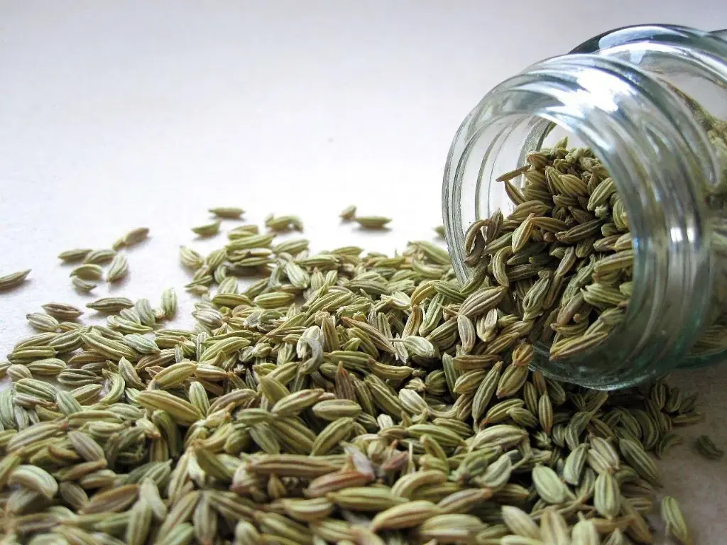 Fennel seeds / organic / 25kg