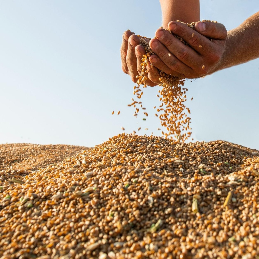 Mennonite Wheat Grains / Natural / 30Kg