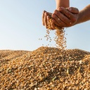 Mennonite Wheat Grains / Natural / 30Kg