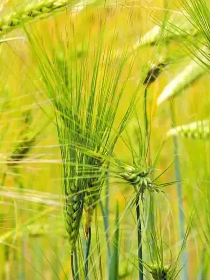 Naked barley Bioland / Organic / 500g