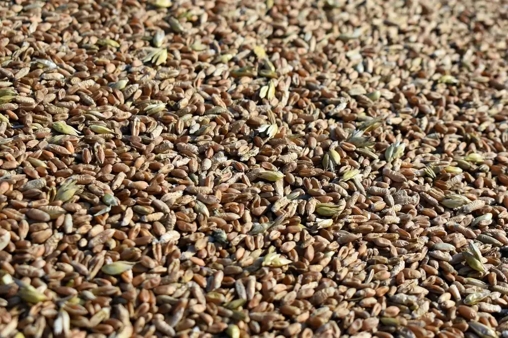 Rye grains / organic / 45Kg