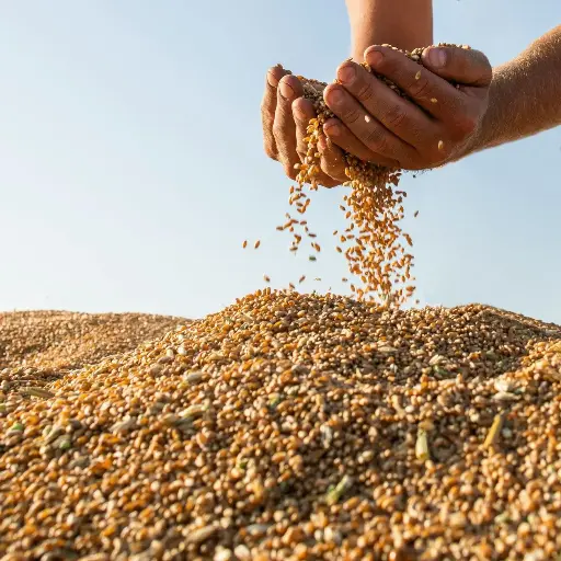 [PM.5205.RP] Mennonite Wheat Grains / Natural / 1Kg