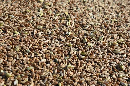 [PM.5202.B45] Centeno en granos / Bio / 45Kg