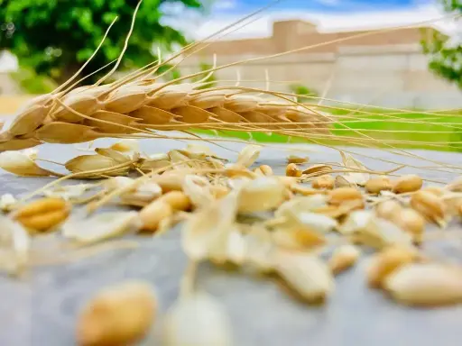 [PV.1103.RP] Trigo Jesuita en Granos / Orgánico / 1Kg