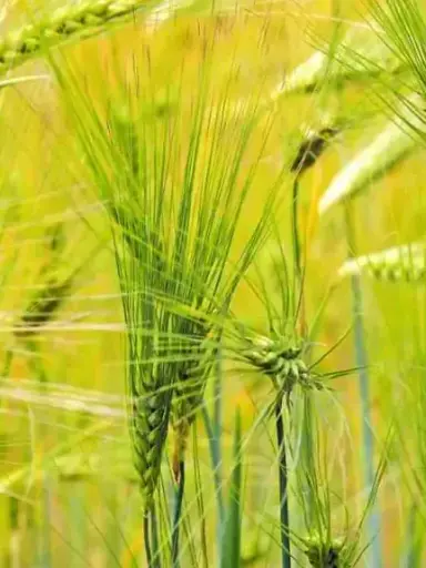 [PV.1118.RP] Cebada desnuda Bioland / Orgánica / 500g