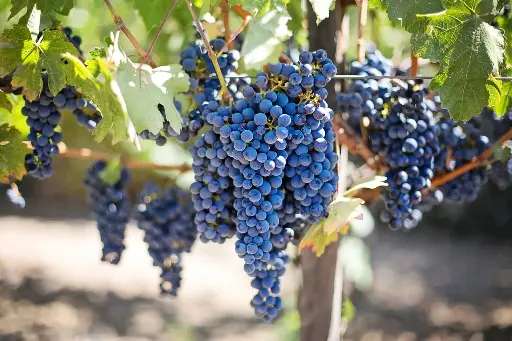 [PV.2102.RP] Vinagre de vino tinto /Orgánico / 500ml